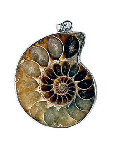 Mani - Ammonite Pendant  